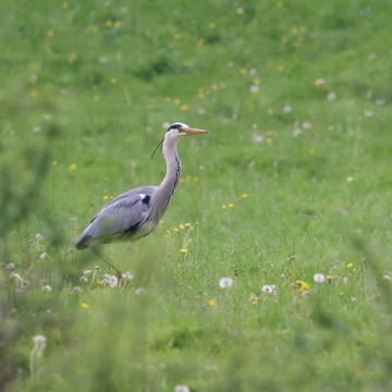 heron cendre_20260507_a